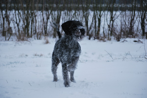 Duitse Staande Hond, Draadhaar