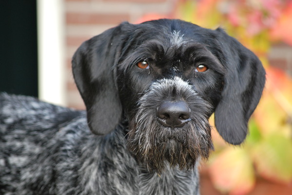 Duitse Staande Hond, Draadhaar