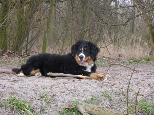 onze mooi Berner meid
