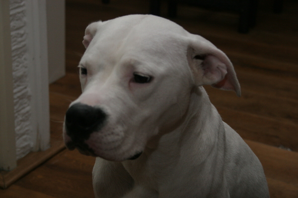 Dogo Argentino