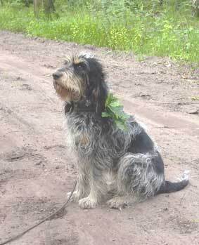 Griffon Blue de Gascogne