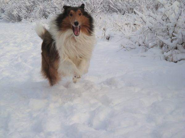Schotse Herdershond, Langhaar