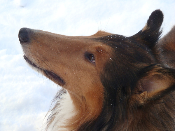 Schotse Herdershond, Langhaar