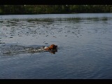 Nova Scotia Duck Tolling Retriever