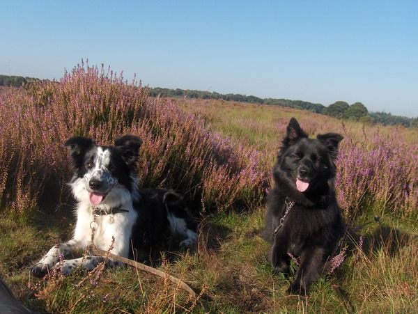 Heidehondjes
