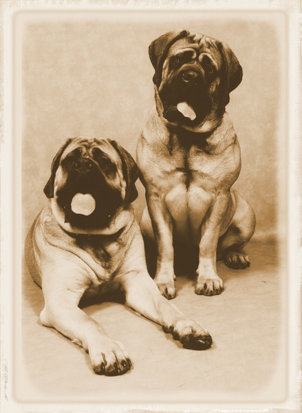 Old English Mastiff