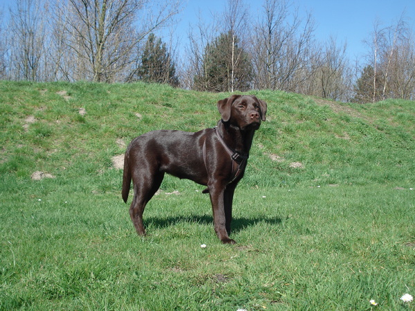 Senna op het mollenveldje!