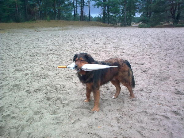 Charlie met paraplu in Soester Duinen