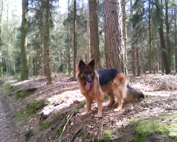 Sissi in het bos