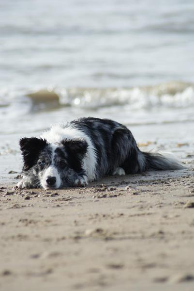 Shani op het strand