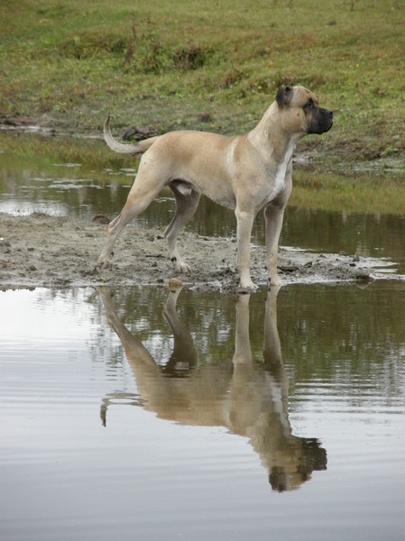 spiegeling van nitro