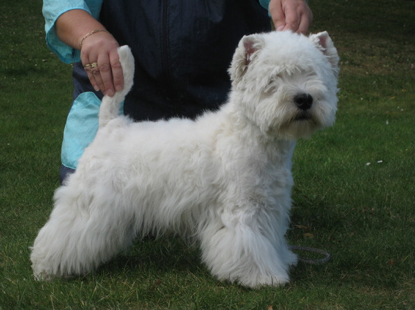 West Highland White Terrier