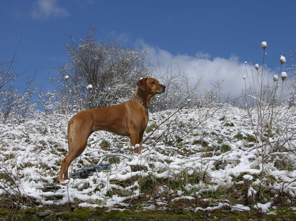 Rhodesian Ridgeback