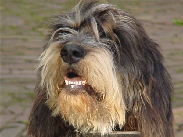 Griffon Blue de Gascogne