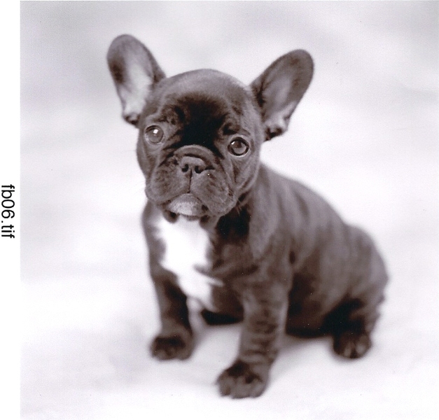 Image Result For French Bulldog Pup