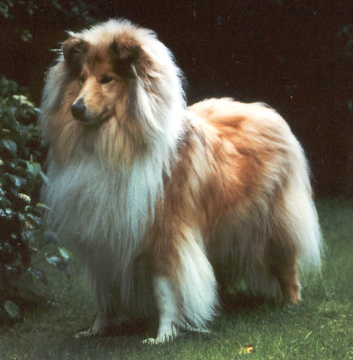 Schotse Herdershond, Langhaar