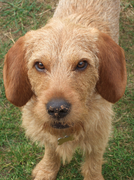 Basset Fauve de Bretagne