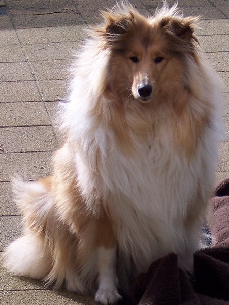 Schotse Herdershond, Langhaar