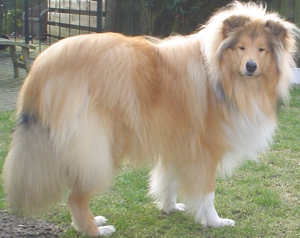 Schotse Herdershond, Langhaar