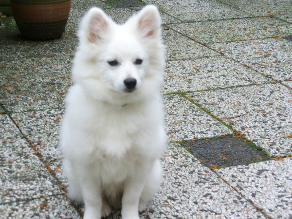 Keeshond, Middenslag