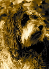 Griffon Blue de Gascogne