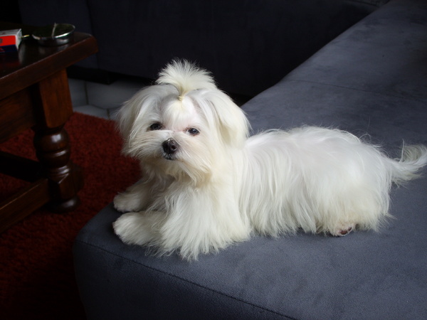 Maltezer