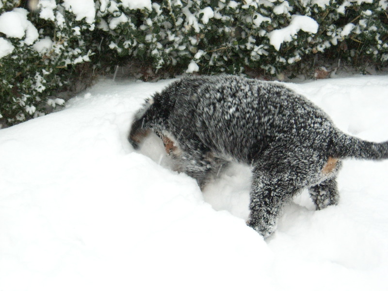 ff kijken of er gras onder de sneeuw ligt