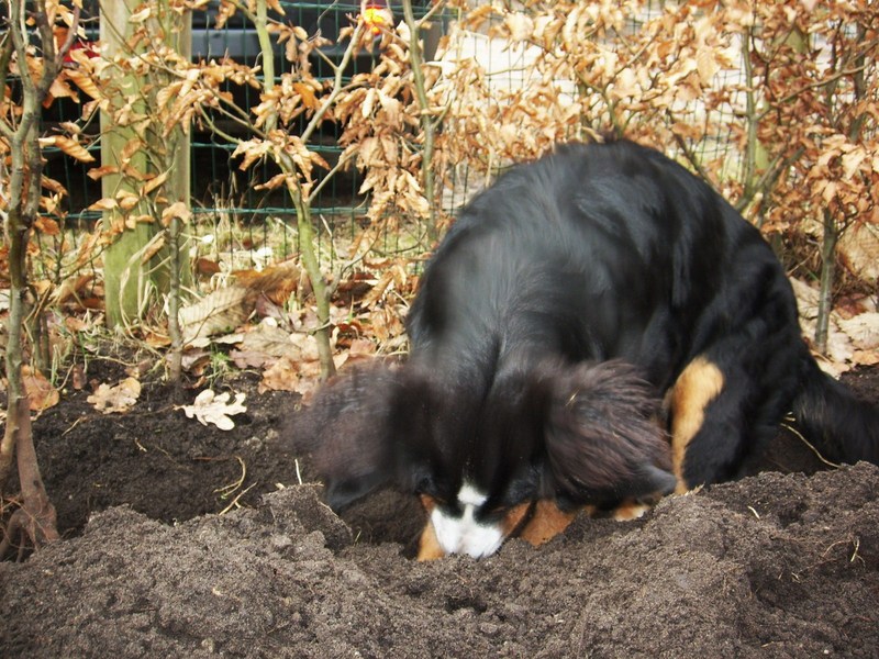 helpen boompjes planten