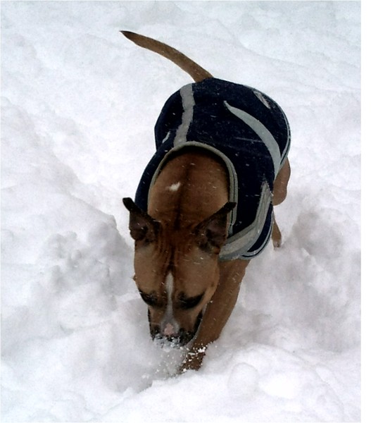 erra op zoek naar gras..hahhaha