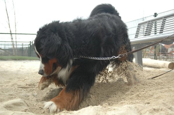 Wie een kuil graaft voor een...............