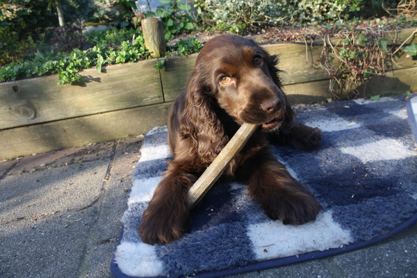 Engelse Cocker Spaniel