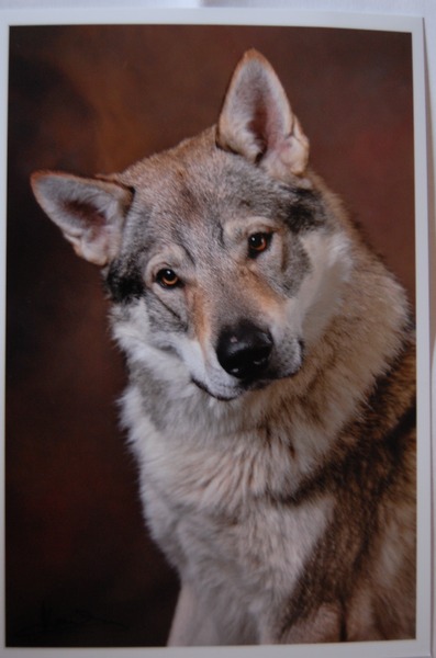 Tsjechoslowaakse Wolfhond