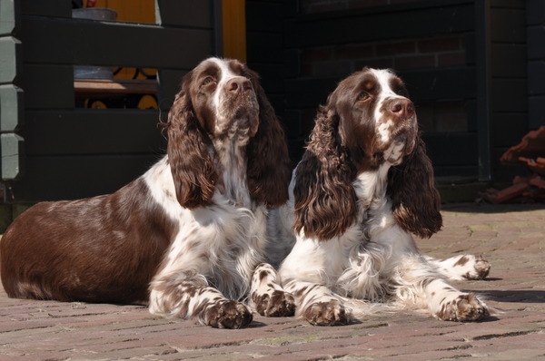 Engelse Springer Spaniel