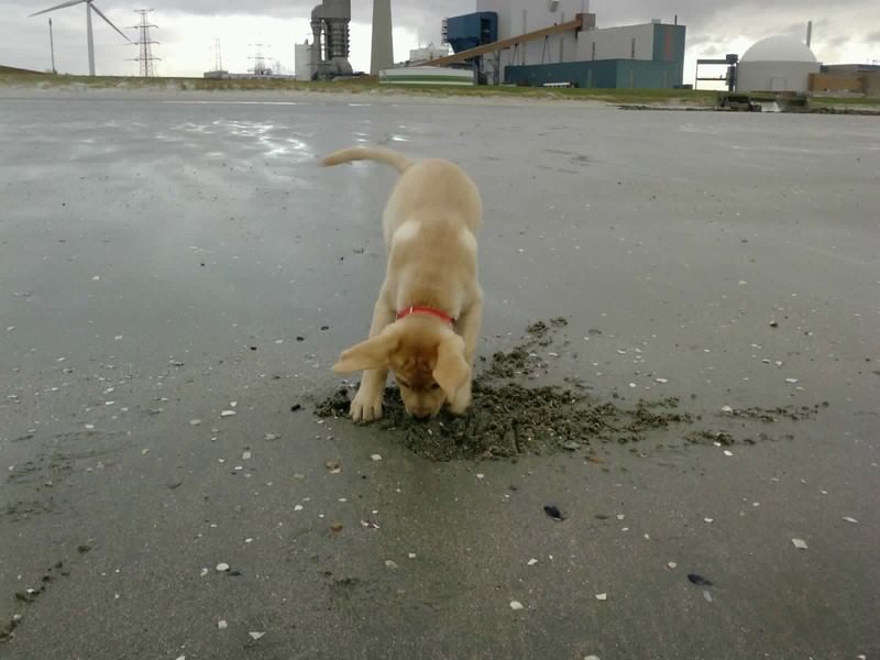 putje graven op het strand