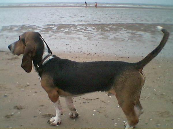 Basset Artesien Normand