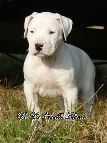 Dogo Argentino