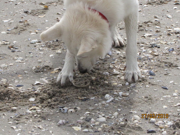 schelp begraven ???