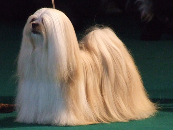 Lhasa Apso