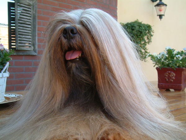 Lhasa Apso