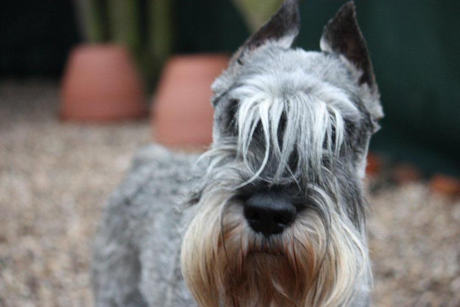 Schnauzer