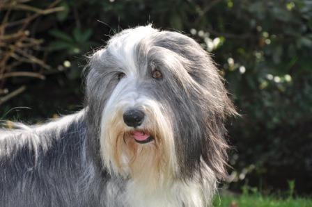 Bearded Collie