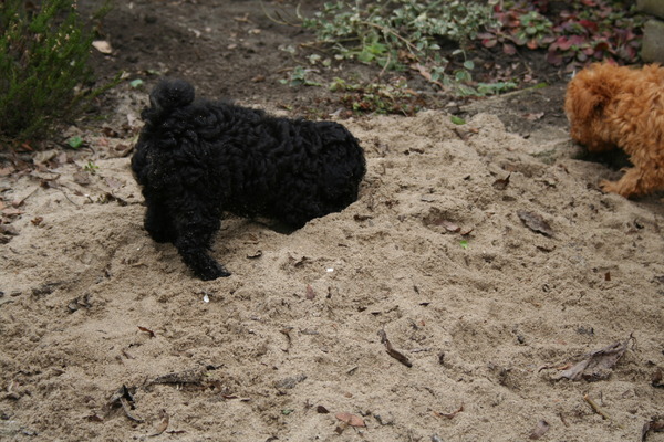 graven tot nieuw-zeeland