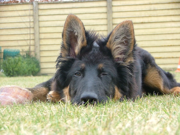 Oud Duitse Herdershond