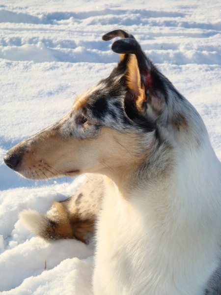 Schotse Herdershond, Korthaar