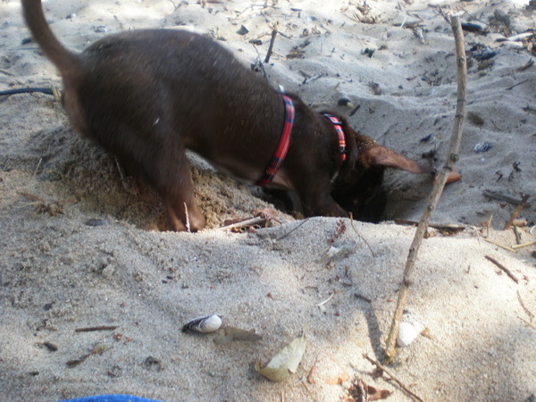 Mijn chihuahua zijn favoriete bezigheid :-)