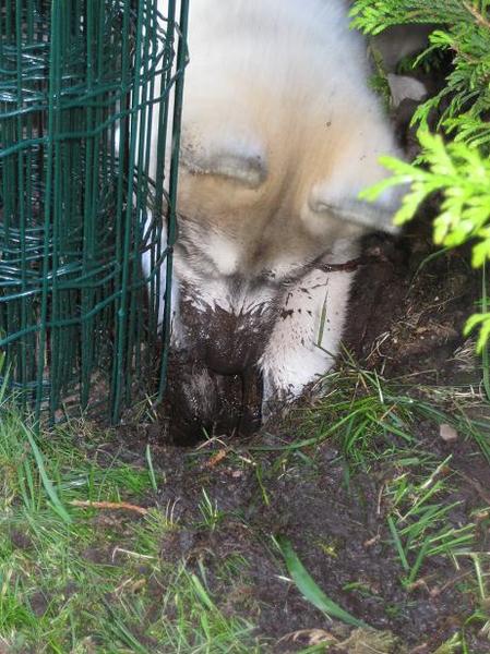 Gravende puppy in de modder