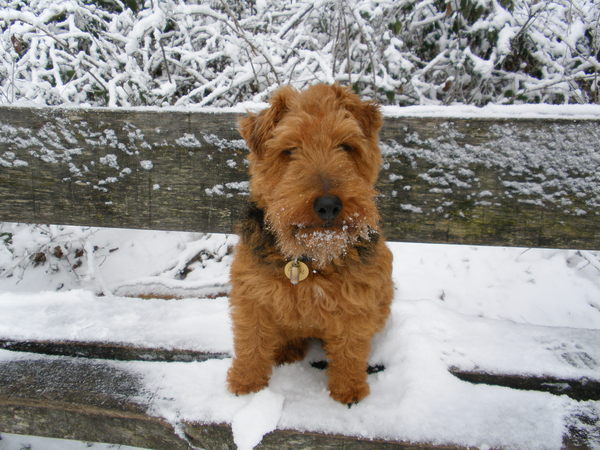 Welsh Terrier