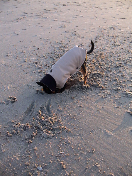 Lina graaft in het zand