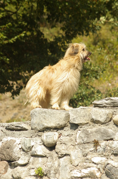 Pyrenese Herdershond