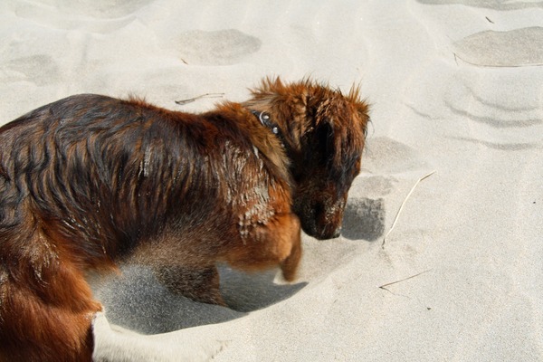 Waar is de schat nu ?